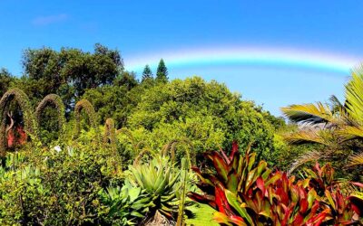 Under the Waimea Rainbows