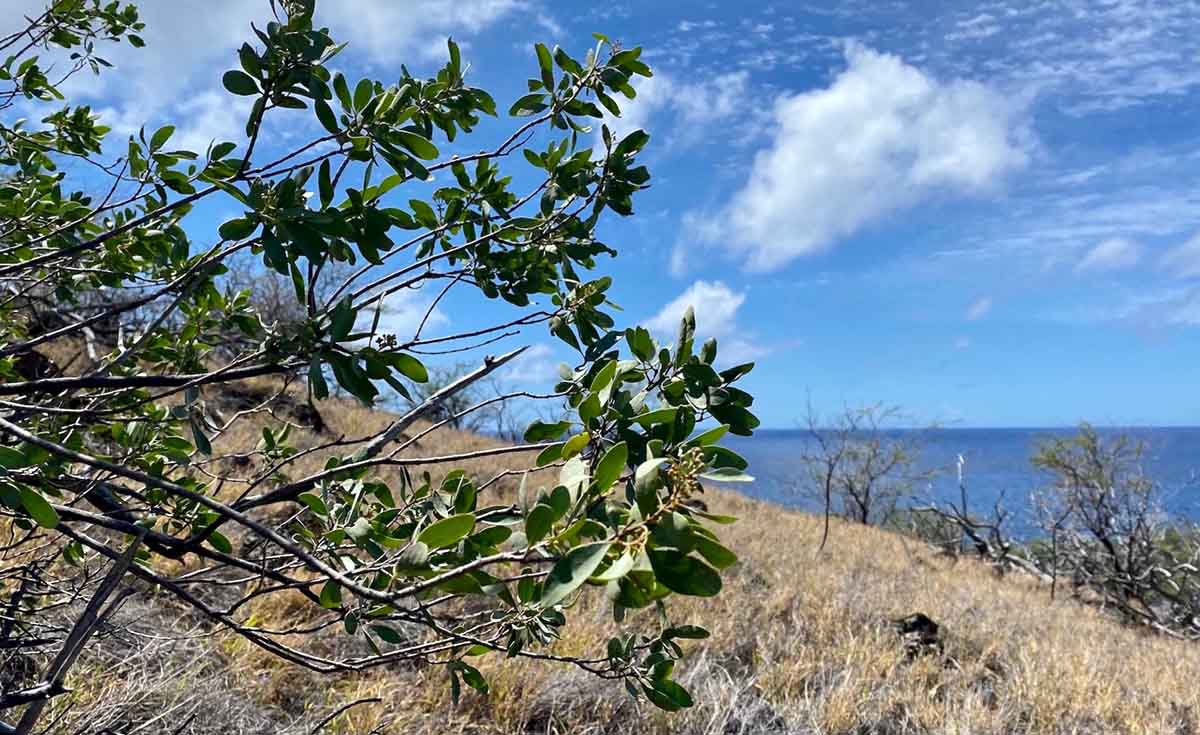 iliahi aloʻe coastal sandalwood at mahukona photo by hilt